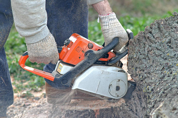 Best Leaf Removal  in Spring City, UT